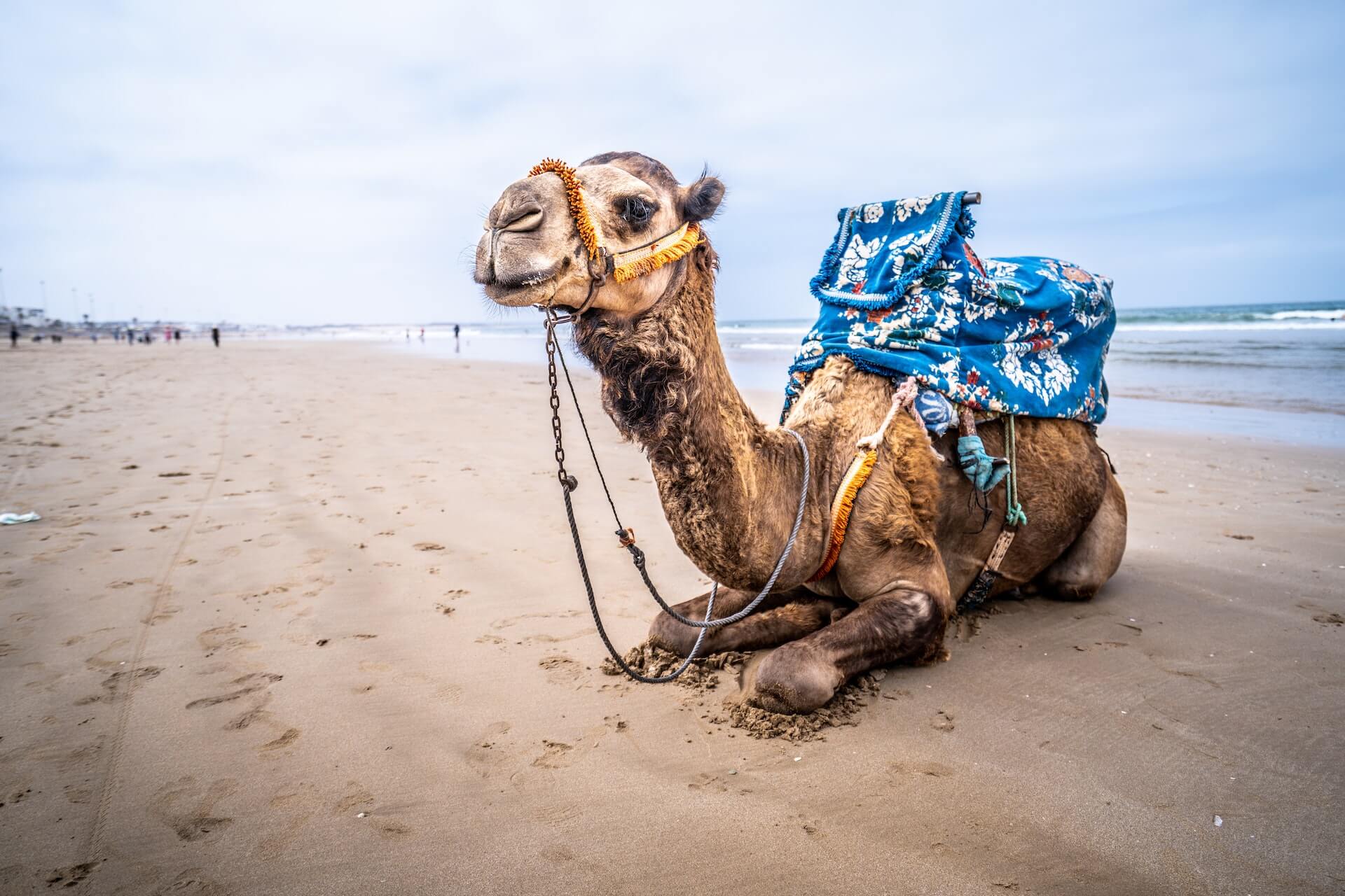 thank you for contacting us 7 days tour from Agadir to Merzouga