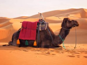 Marrakech to Merzouga: 3 days desert tour itinerary