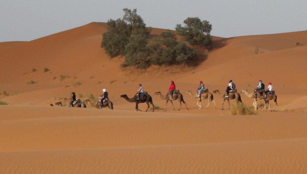 camel trekking and camel ride in morocco