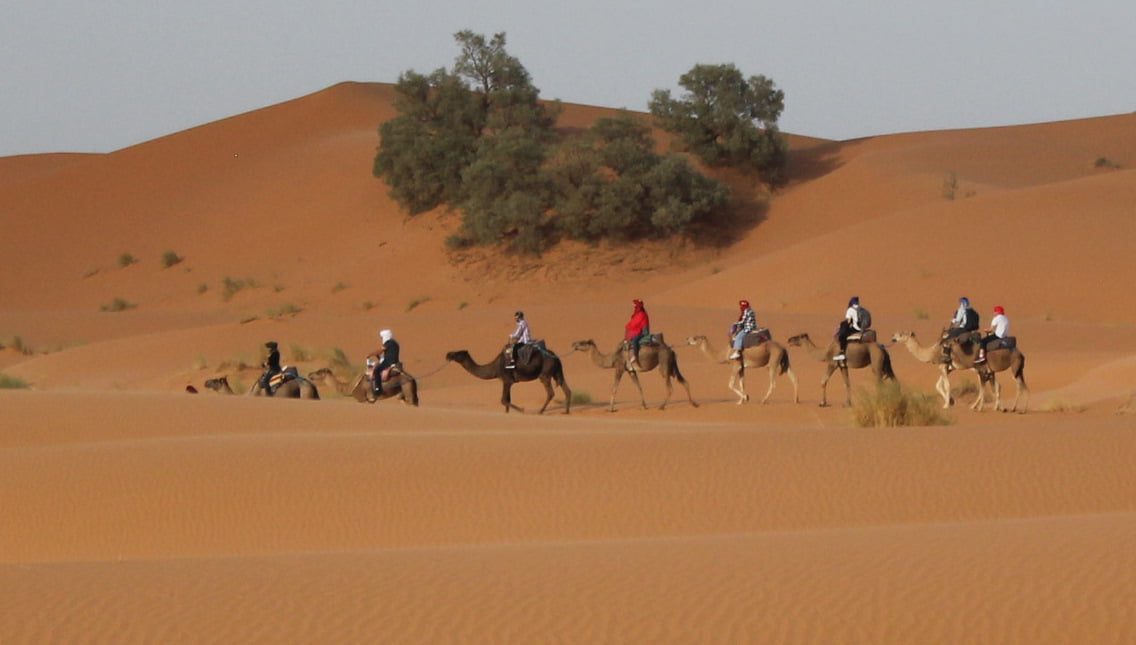 thank you for contacting us camel trekking and camel ride in morocco