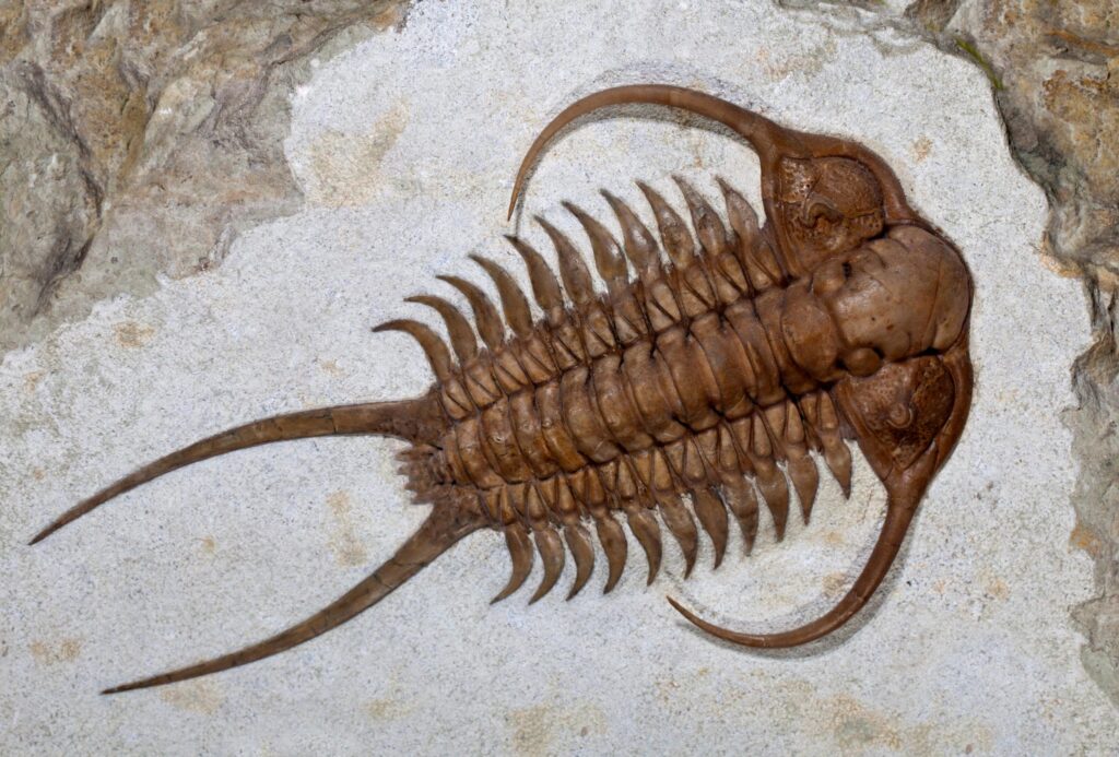 Trilobites of fossil