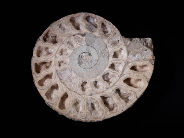 Ammonites fossile