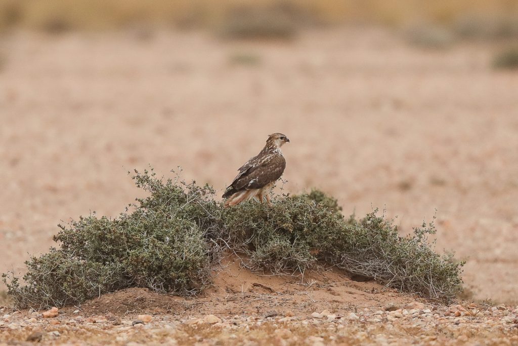 Atlas Buzzard Western Sahara Mark Beaman 1872