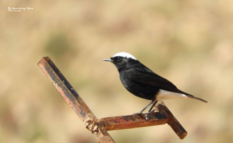 Collalba Yebelica aves de Marruecos