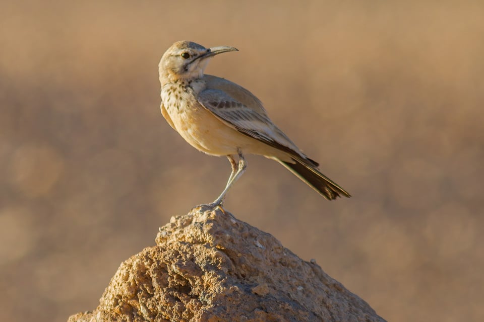 Greater Hoope Lark in Morocco