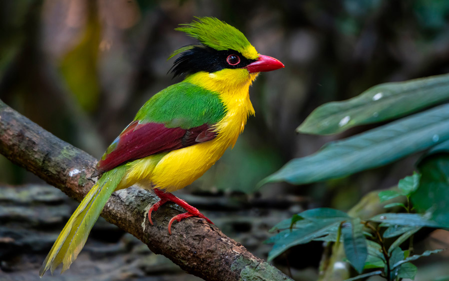 Indochinese Green Magpie