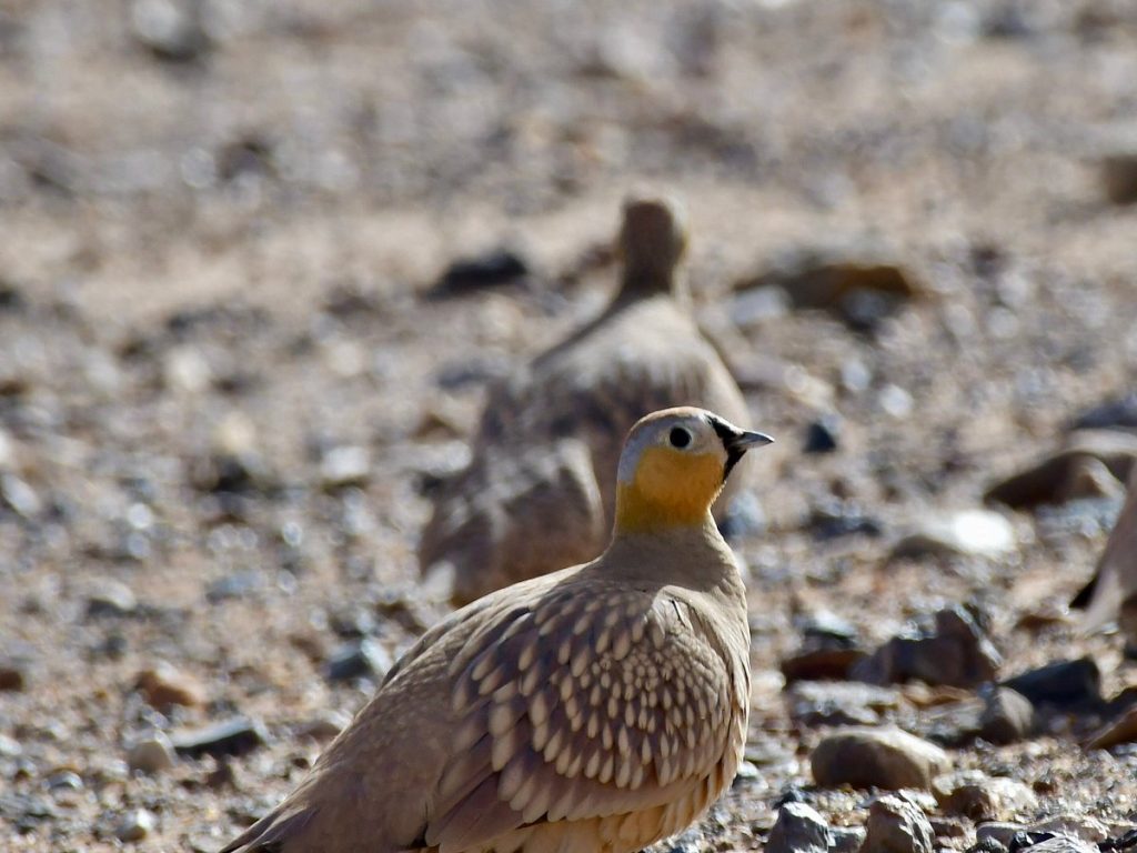 birding tours morocco 2