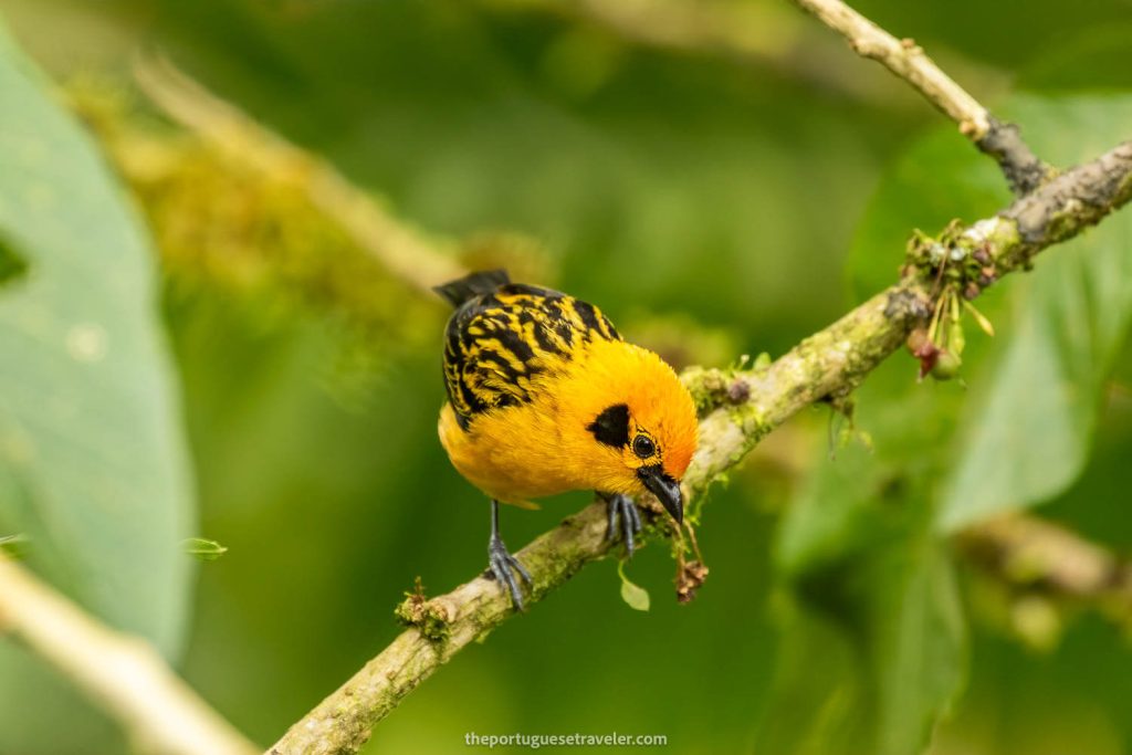 golden tanager birdwatching mindo birding ecuador 3